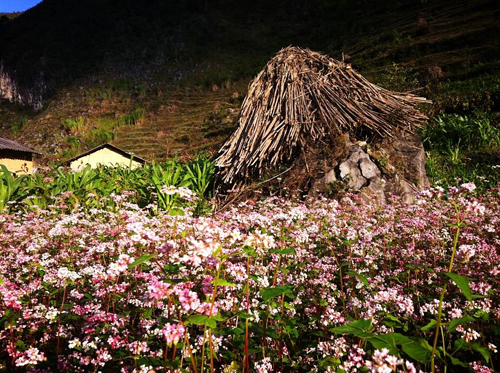 Les fleurs de sarrasin au plateau rocheux.